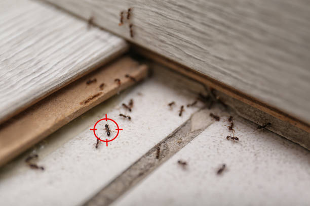 Best Commercial Pest Control Services  in Perry Heights, OH